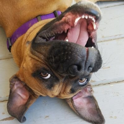 Profile Picture of Violet The Boxer (and Rubydoo) (@violettheboxer) on Twitter