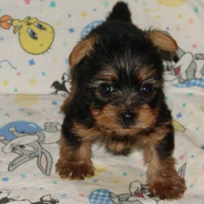 Profile Picture of Roger (@RufRufRoger) on Twitter