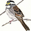 Profile Picture of Bob (@Small Minded) on Flickr