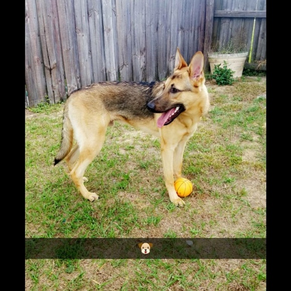 Profile Picture of Lily Ferguson (@lilyferguson234) on Poshmark