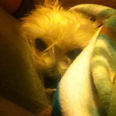 Profile Picture of Dylan Fann (@FannDylan) on Twitter