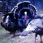 Profile Picture of Richard Swift (@richardbyronswift) on Instagram