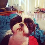 Profile Picture of Mitchell Maisel (@alfmoingo) on Instagram