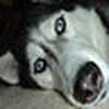 Profile Picture of zunka1 (@zunka1) on Flickr