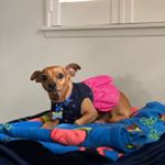 Profile Picture of Blaise (@braddabee) on Instagram