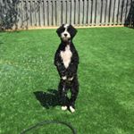 Profile Picture of Karen-Cohen (@healthyhoundz) on Instagram
