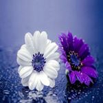 Profile Picture of Claudine Bellamy (@claudinebellamy1234) on Instagram