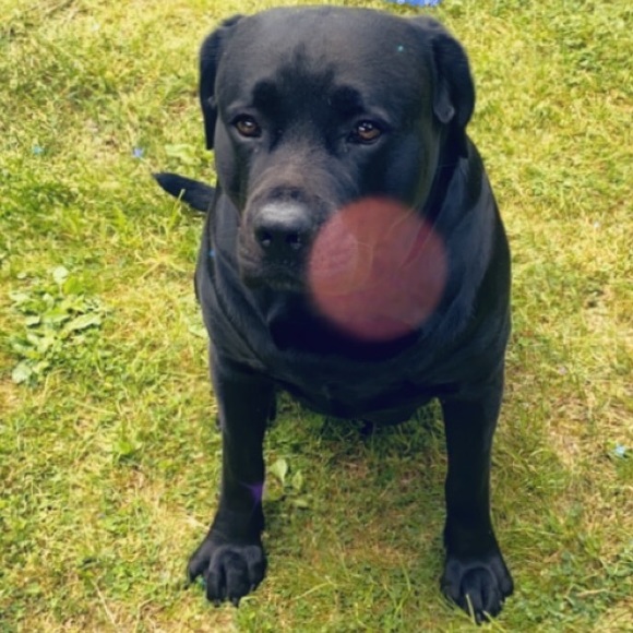 Profile Picture of Brandon Campbell (@brandon_campbel) on Poshmark