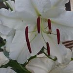 Profile Picture of Jim Howell (@sawdustsay45) on Instagram