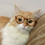 Profile Picture of Kimo the Kocheng 🐾 (@kimo_cheng) on Instagram