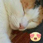 Profile Picture of Lisa Manescalchi (@manescalchilisa) on Instagram