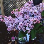 Profile Picture of Arlene Berman (@arlene.berman) on Instagram