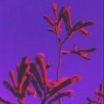 Profile Picture of MICHAEL CARTER (@cactus_funeral) on Instagram