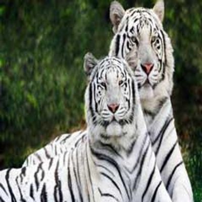 Profile Picture of Vijay Nathan (@vijaynathan7) on Twitter