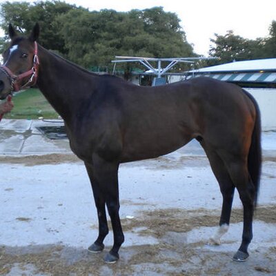 Profile Picture of ERNIE ARNOLD (@GARLANDTEX) on Twitter