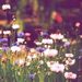 Profile Picture of McKenna Chadwick (@mckenna_chadwic) on Pinterest
