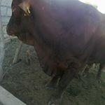 Omar Madrigal - Instagram Profile Picture of Omar Madrigal (@omar.madrigal.9) on Instagram