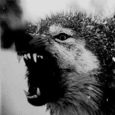 Profile Picture of Joseph Bratkowski (@joereaper64) on Twitter