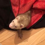 Profile Picture of Cypher Rembish-St. John (@cyphertheferret) on Instagram