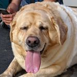 Profile Picture of Molly Boulder Coressel-Maloney (@molly_the_boulderdog) on Instagram