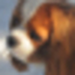 Profile Picture of David Berg (@qolluriti) on Flickr