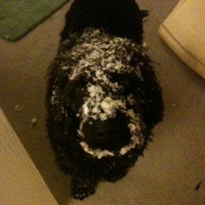Profile Picture of Steve Chilvers (@stevec1703) on Twitter