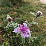 Profile Picture of Purzelbaum (@julia_greth) on Instagram