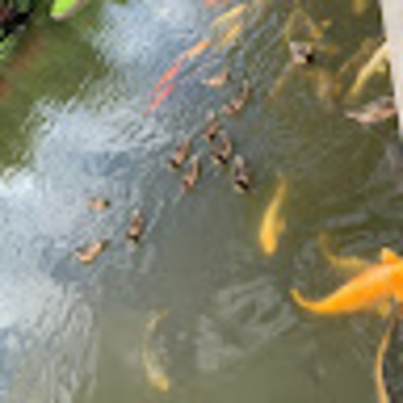 Profile Picture of Cecile Corveau (@iska117) on Poshmark