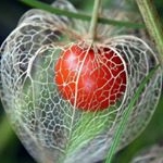 Tonga Nguyen - Instagram Profile Picture of Tonga Nguyen (@tamnguyen_zzz) on Instagram