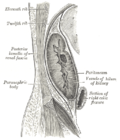 Profile Picture of Loin pain hematuria syndrome - Wikipediaon Wikipedia
