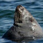 Profile Picture of Laura Benassi (@ljbenassigmail.com_) on Instagram