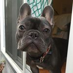Profile Picture of Winston Tripp-Craig (@winston_tripp) on Instagram