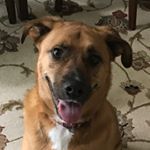 Profile Picture of Waylon (@waylon_alexander_rampey) on Instagram