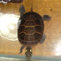 Profile Picture of Monica Frith (@bernardfrith) on Pinterest