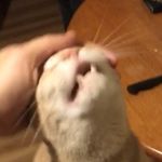 Profile Picture of ~•Buttons & Dusty•~ (@dustbuttons) on Instagram