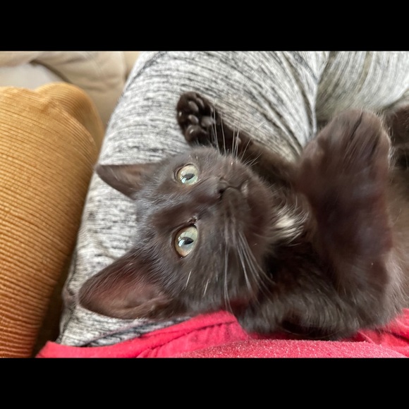 Profile Picture of Tina Sohm (@tsohm) on Poshmark