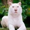 Profile Picture of Khalid Mohammed (@@khalidjaat76) on Tiktok