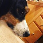 Profile Picture of Piper (@piper_barley) on Instagram