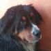 Profile Picture of Claudia Zorzi (@claudiazorzi) on Pinterest