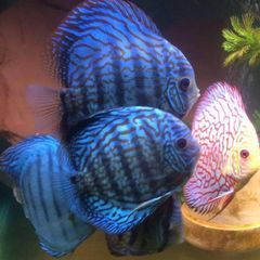 Profile Picture of tay (@terrischumann0) on Tiktok