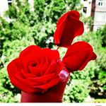 Profile Picture of patverner 098995592 (@susanna_khanumyan_torti_zarder) on Instagram