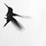 Profile Picture of Pedro D'Almeida (@Pedro D'Almeida) on Flickr