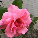Profile Picture of Roy Tony (@roy_frank_265) on Instagram