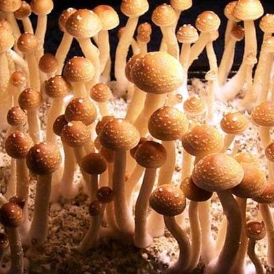 Ryan Sedlacek - Twitter Profile Picture of Ryan Sedlacek (@RyanSedlacek1) on Twitter