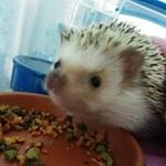 Profile Picture of Debra Yeung (@yeungdebra) on Instagram
