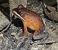 Profile Picture of Leptodactylus rhodomystaxon Wikipedia
