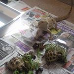 Profile Picture of Joey 🦎 Monster and Munch🐢🐢 (@joey.and.the.shell.backs) on Instagram