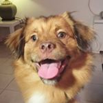 Kimko The Dog 🐶 - Instagram Profile Picture of Kimko The Dog 🐶 (@kimko_the_dog) on Instagram