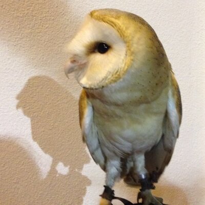 Profile Picture of Eule (@randel_mark) on Twitter