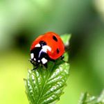 Profile Picture of Philip Miloushev (@art_by_philip) on Instagram